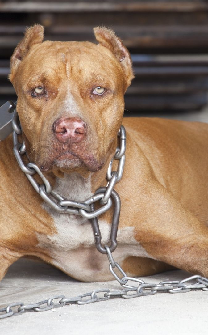 Injured While Caring for Someone Else’s Dog?
