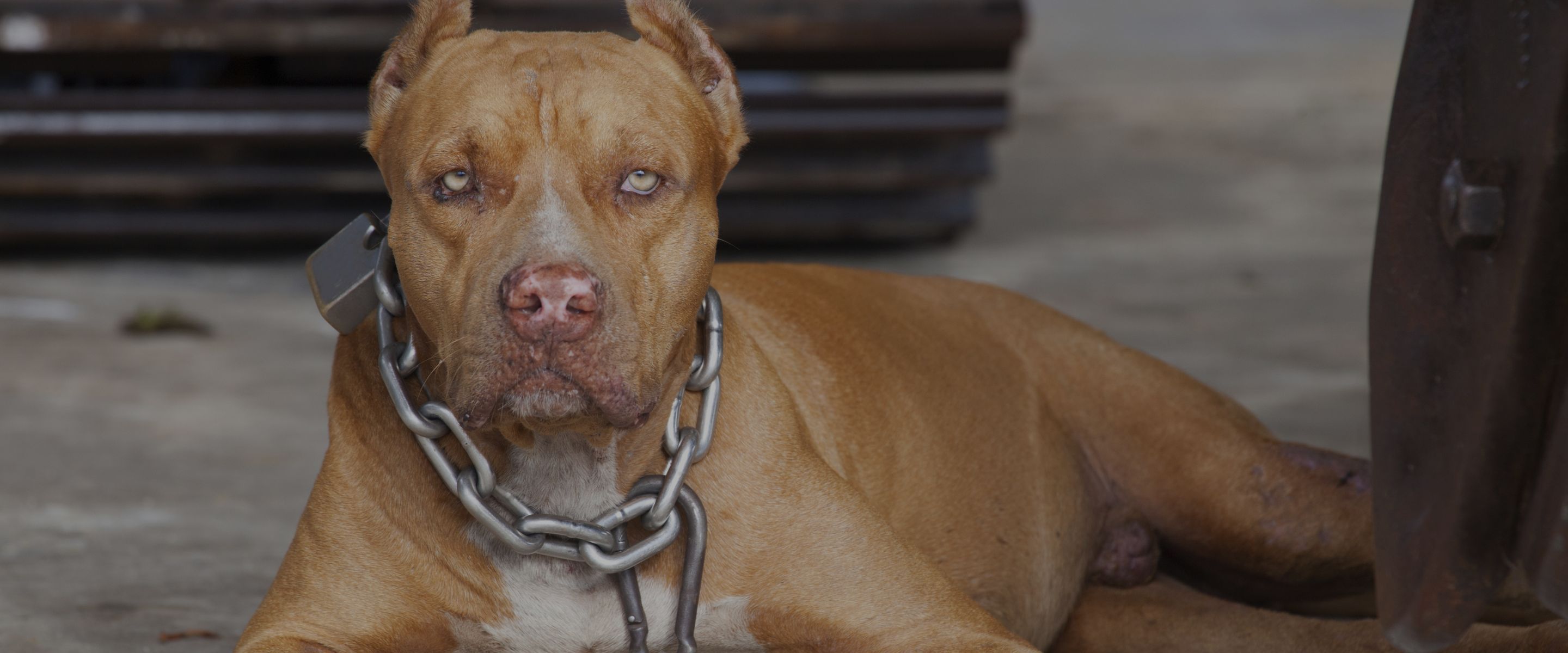 dog attack lawyer hamilton ontario