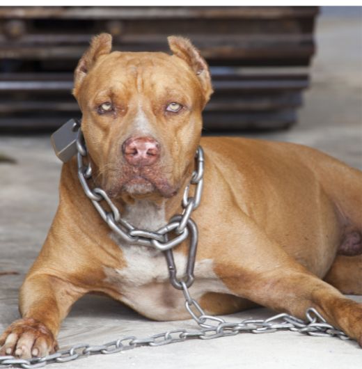 dog attack lawyer hamilton